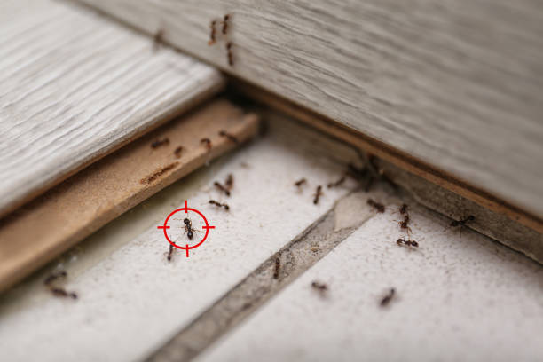 Best Pest Inspection Near Me  in Richwood, OH