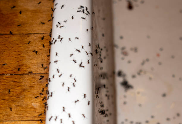 Best Termite Control Services  in Richwood, OH