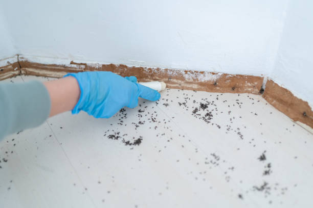 Best Rat Extermination Near Me  in Richwood, OH
